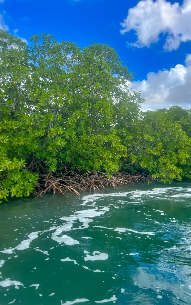 Mangrove Baie du Marin Martinique