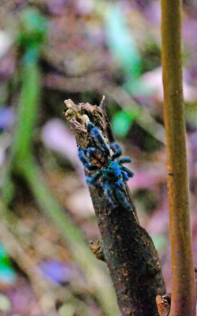 Mygale Anse Couleuvre Prêcheur Martinique