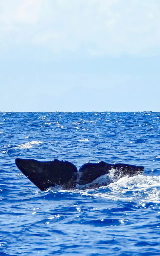 Baleine Kairidream Fort-de-France Martinique