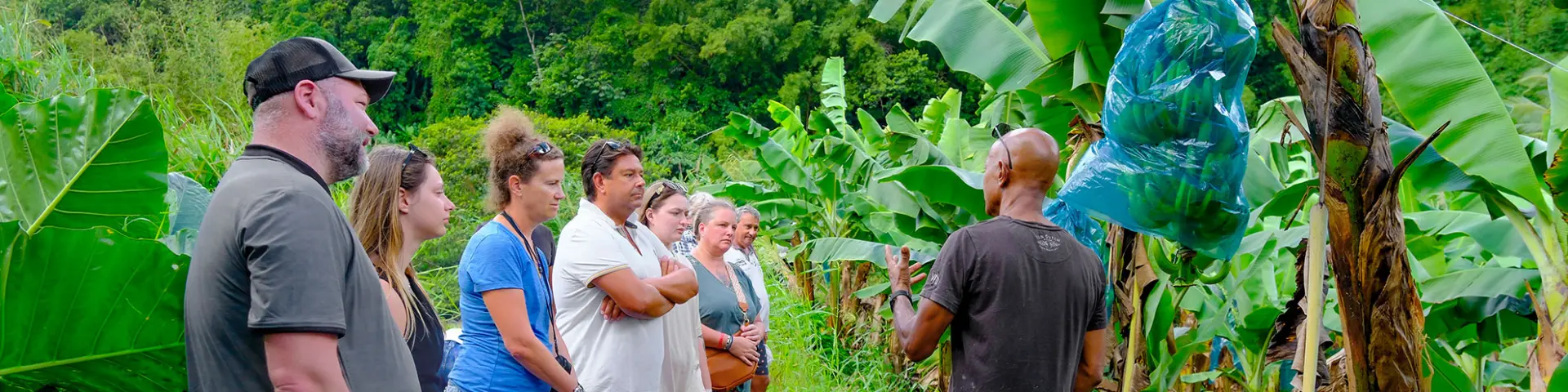 Bananeraie Tropic 4x4 Trois-îlets Martinique