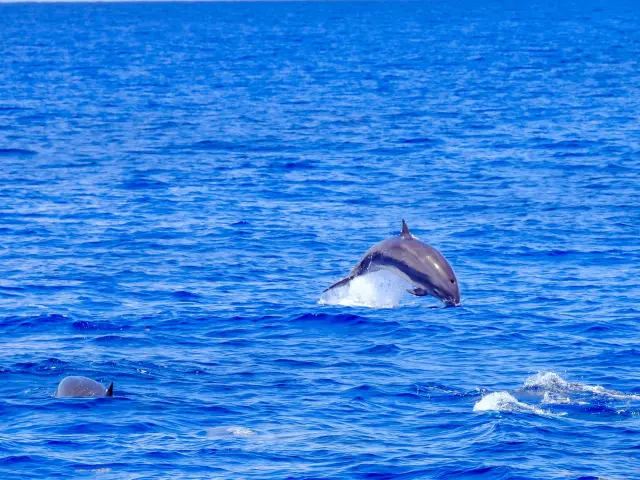 Dauphin Fort-de-France Martinique