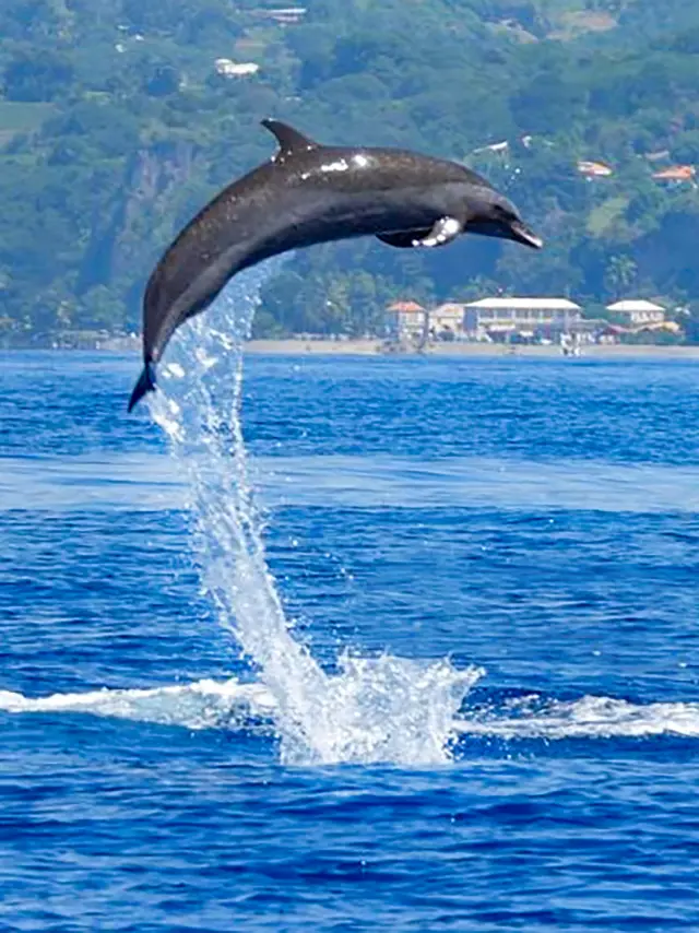 Dauphin Kairidream Fort-de-France Martinique