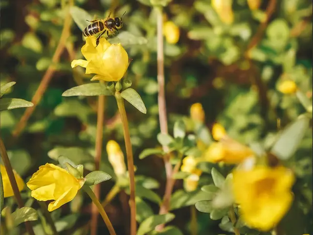 Jardin Chambre d'hôte La Villa Baobab Rouge Ysnay Lamentin Martinique
