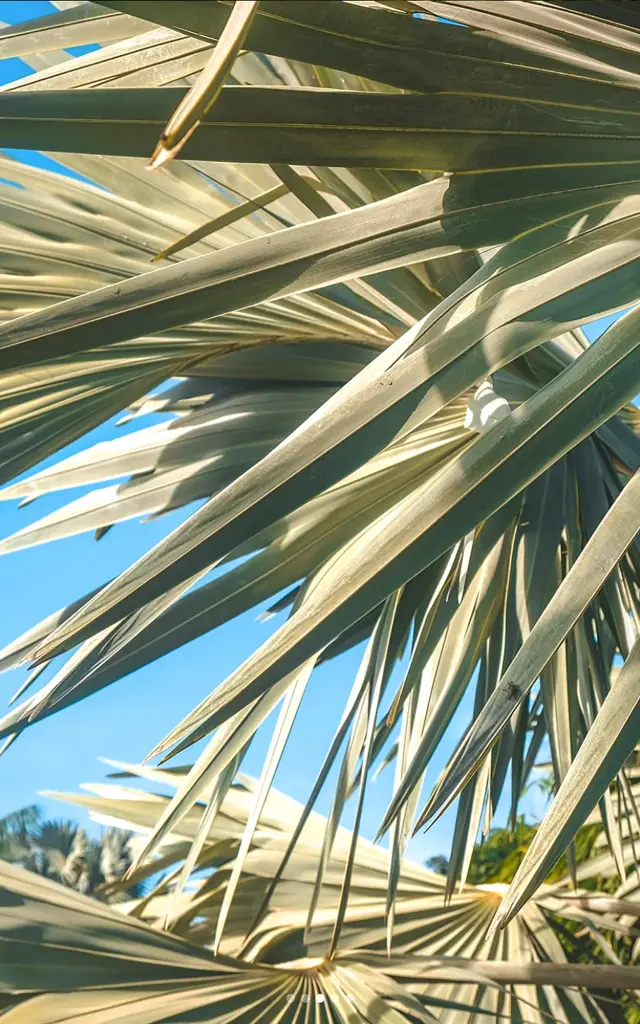 Jardin Chambre d'hôte La Villa Baobab Rouge Ysnay Lamentin Martinique
