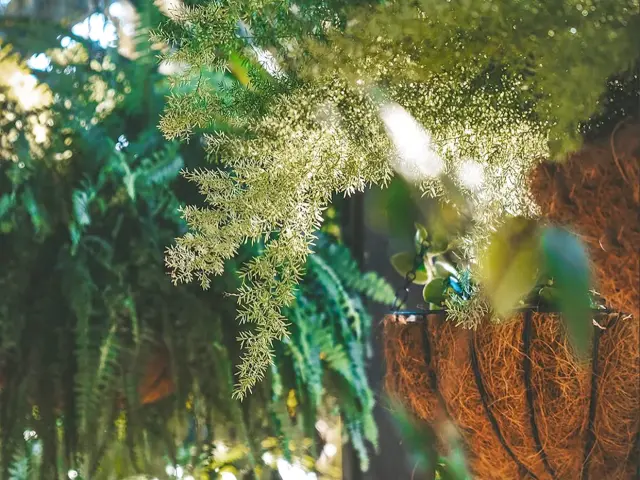 Jardin Chambre d'hôte La Villa Baobab Rouge Ysnay Lamentin Martinique