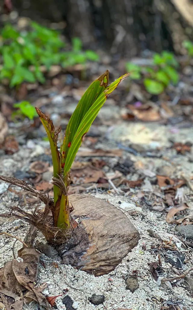 Noix de coco Ilet Madame Robert Martinique