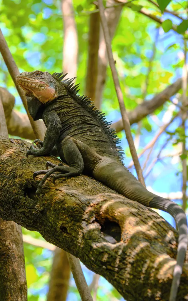 Iguane Ilet Chancel Robert Martinique