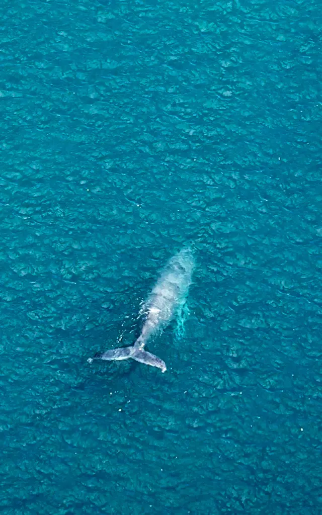 Baleine Aerodream Lamentin Martinique