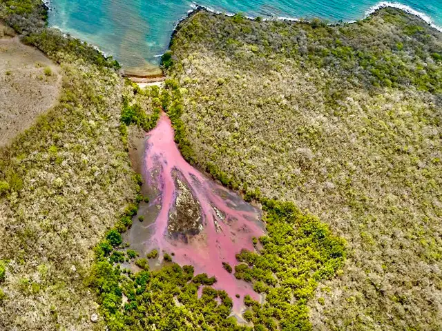 Mangrove rose Diamant Aerodream Lamentin Martinique