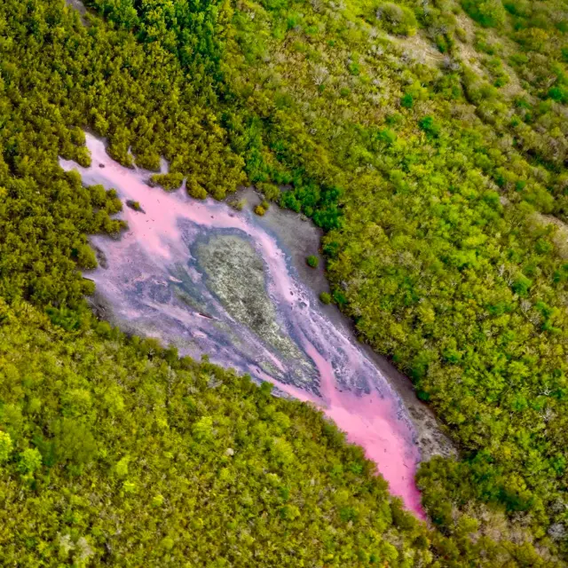 Mangrove rose Diamant Aerodream Lamentin Martinique