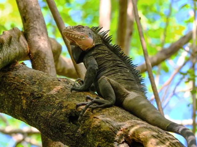 Iguane Ilet Chancel Robert Martinique