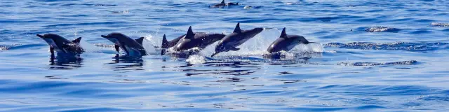 Dauphin Kairidream Fortdefrance Martinique