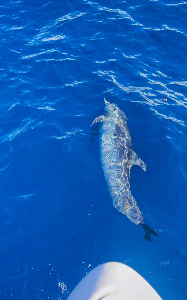 Dauphins Cétacés Martinique