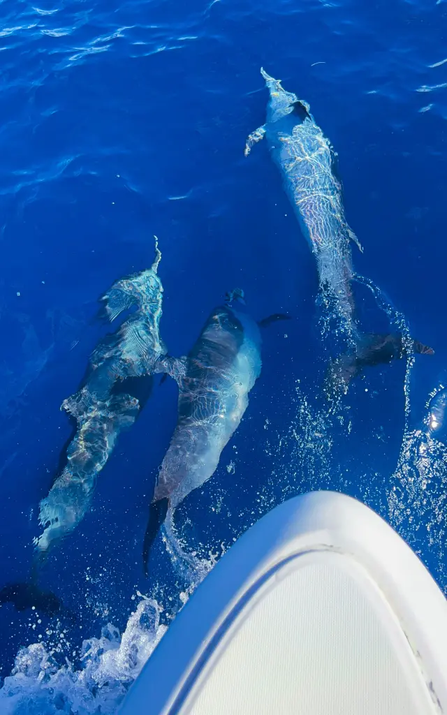 Dauphins Cétacés Catamaran Aliotis Les Anses d'Arlet Martinique
