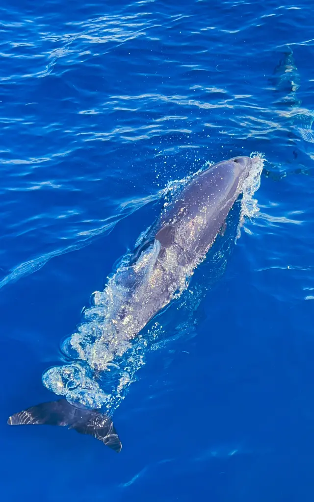 Dauphins Cétacés Martinique