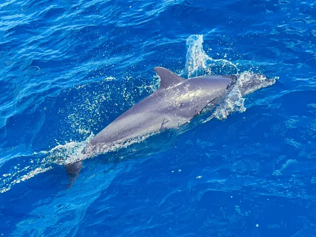 Dauphins Cétacés Martinique