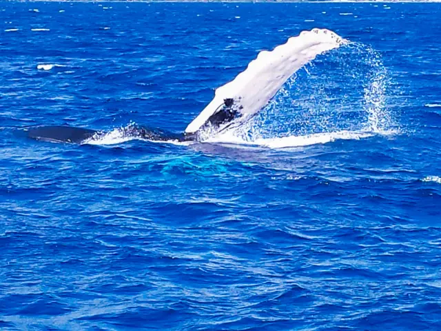 Baleine Cétacés Catamaran Aliotis Les Anses d'Arlet Martinique