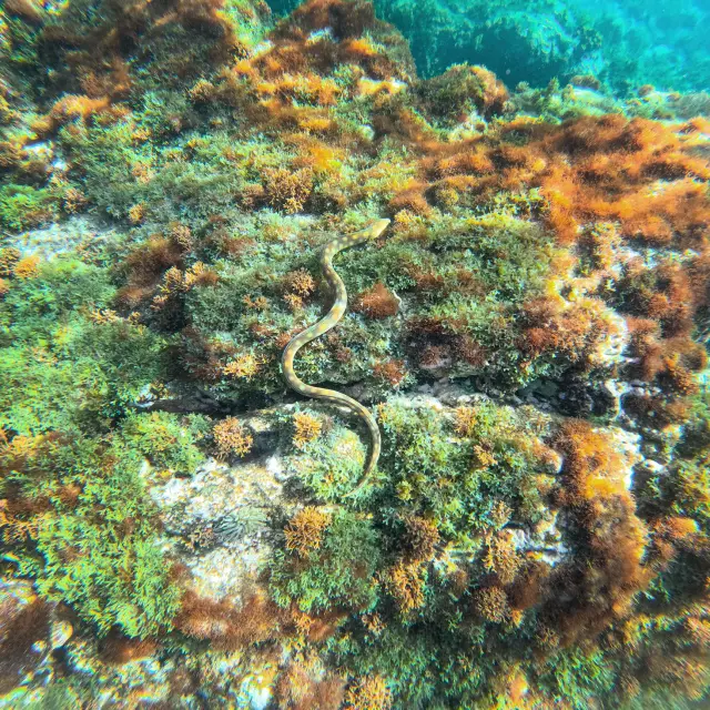 Serpentine Fond marin Anses-d'Arlet Martinique