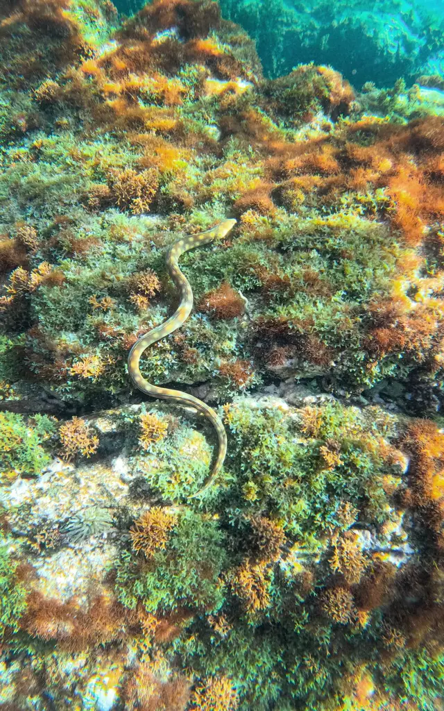 Serpentine Plongée Aliotis Les Anses-d'Arlet Martinique