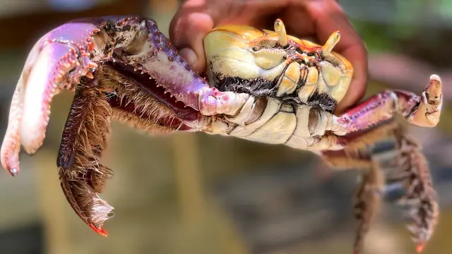 Crabe mantou Mangrove Martinique