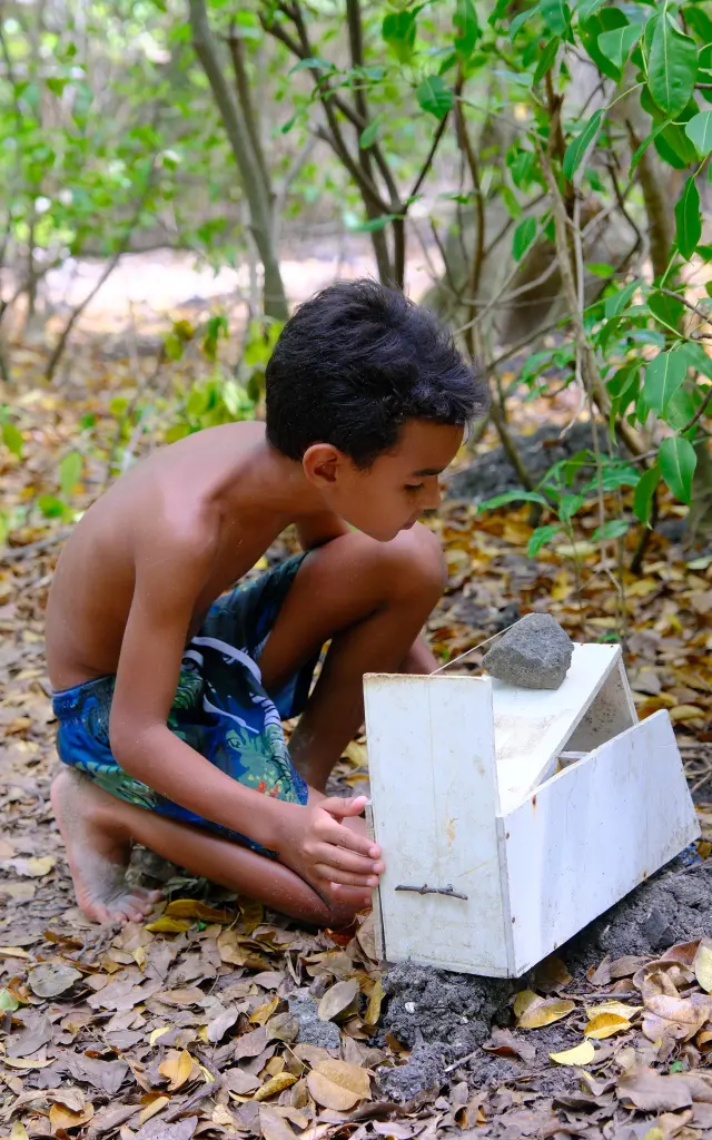 Crabière Piège à crabe Mangrove Martinique