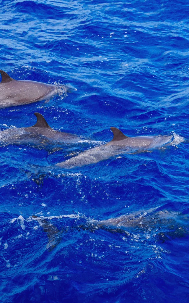 Dauphin Martinique