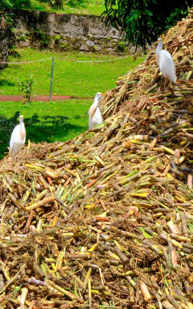 Canne à sucre Distillerie Depaz Saint-Pierre Martinique