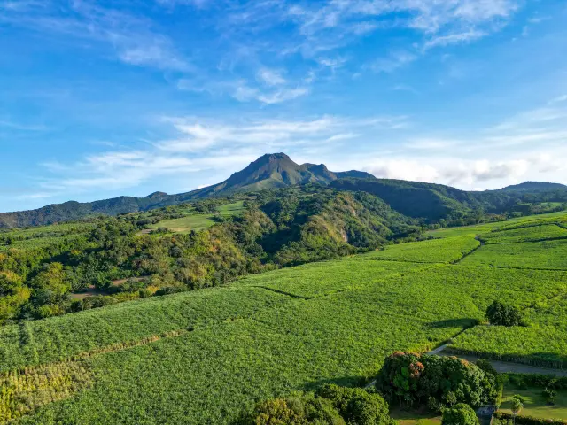 Montagne Pelée Champ de canne à sucre Saint-Pierre Martinique