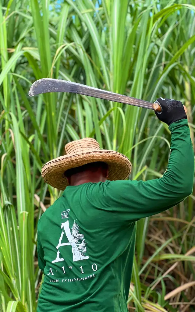 Coupe de la canne à la main Distillerie A1710 Le François Martinique