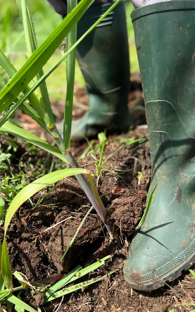 Culture de la canne à sucre Distillerie A1710 Le François Martinique