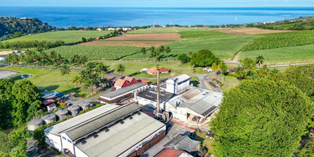 Champ de canne Distillerie Depaz Habitation La Montagne Saint-Pierre Martinique