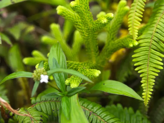 Flore Montagne Pelée Morne-Rouge Martinique