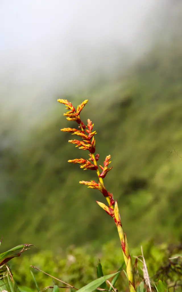 Flore Montagne Pelée Morne-Rouge Martinique