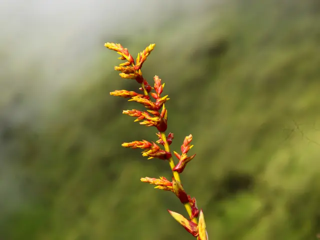 Flore Montagne Pelée Morne-Rouge Martinique