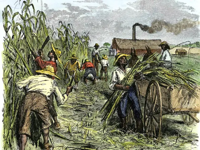 Coupe de la canne Habitation Sucrière