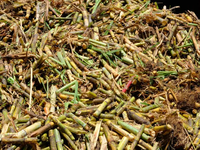 Tronçon de canne à sucre Martinique