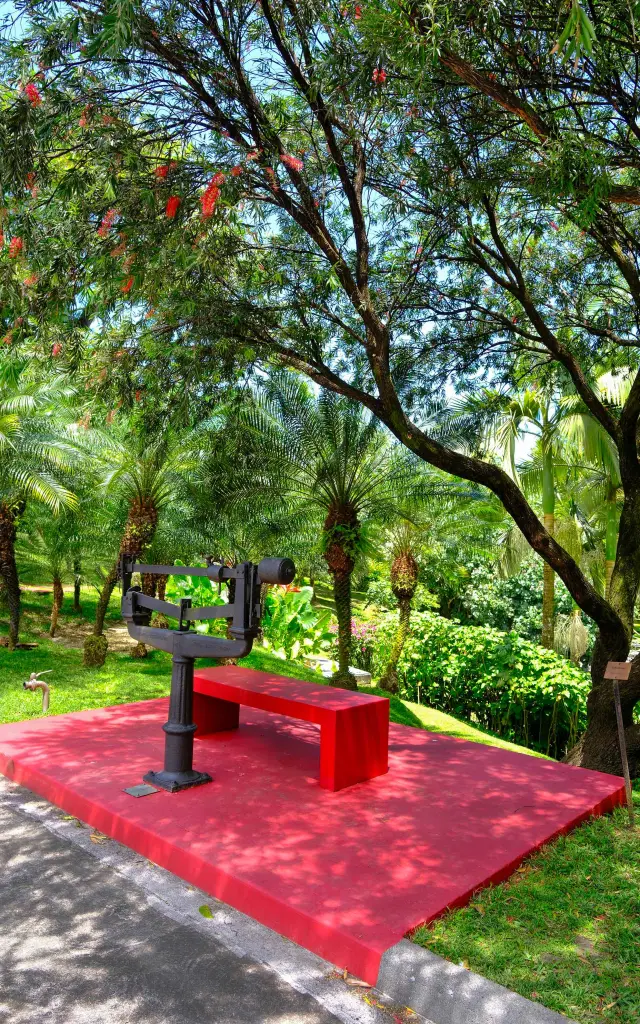 Jardin Distillerie JM Distillerie Fond Préville Macouba Martinique