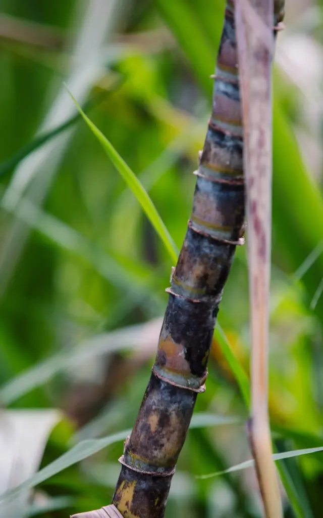 Canne à sucre