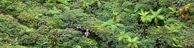 Randonnée Montagne Pelée Morne-Rouge Martinique