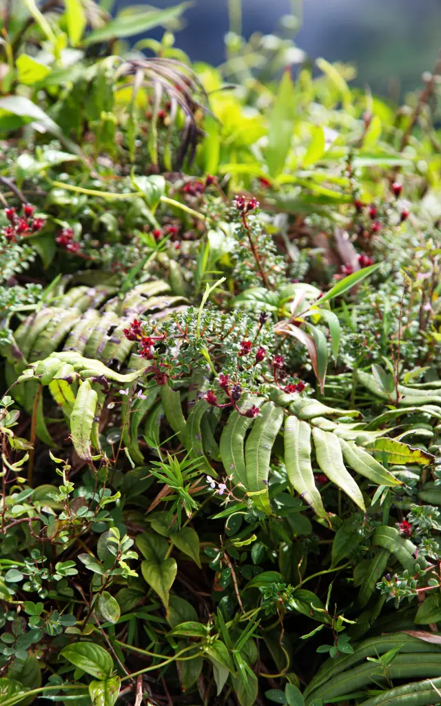 Flore Montagne Pelée Morne-Rouge Martinique