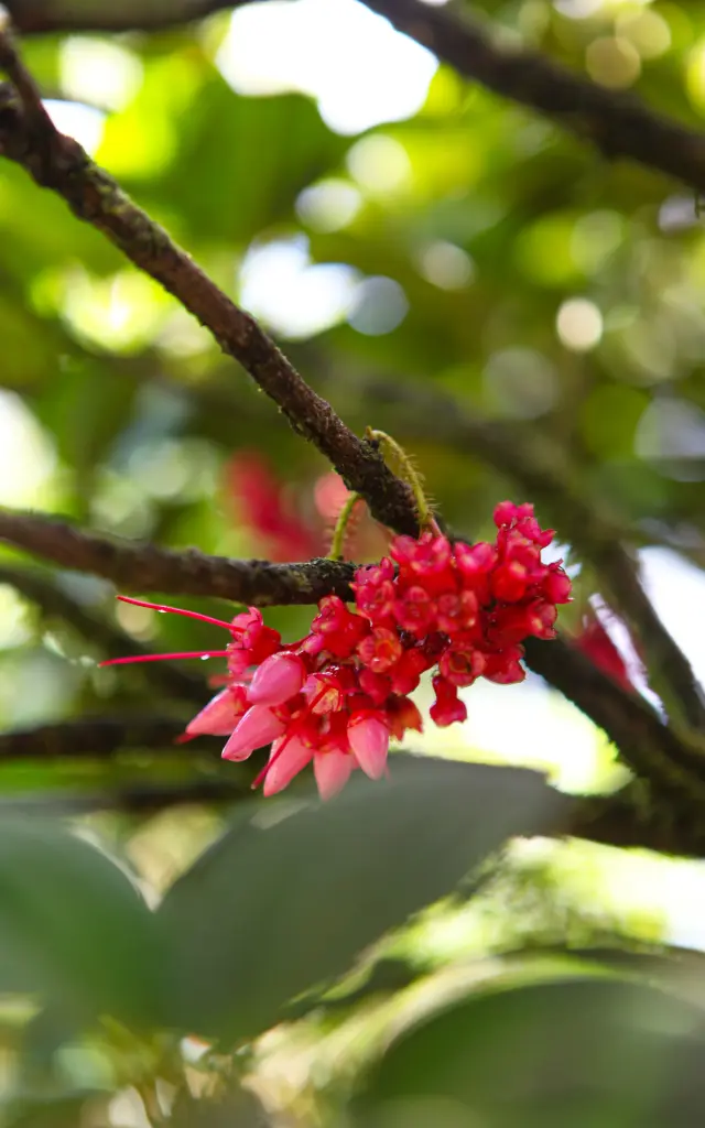 Flore Montagne Pelée Morne-Rouge Martinique