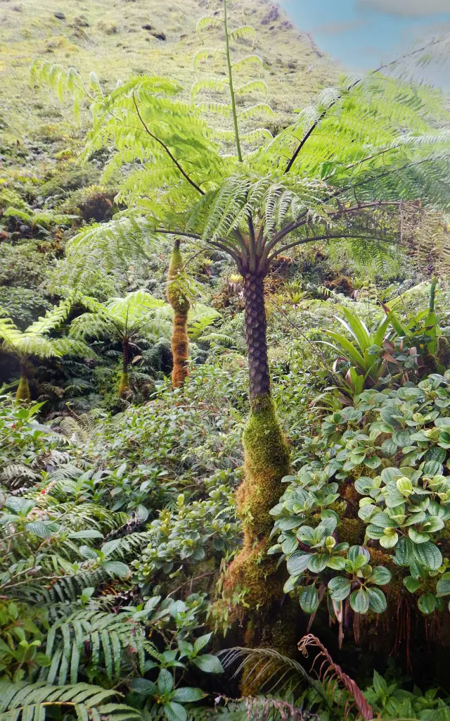 Flore Fougère arborescente Montagne Pelée Morne-Rouge Martinique
