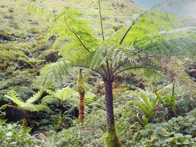 Flore Fougère arborescente Montagne Pelée Morne-Rouge Martinique