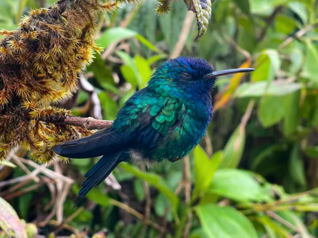 Faune Montagne Pelée Morne-Rouge Martinique