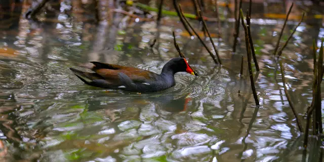 Poule d'eau mangrove Le Mantou Trois-îlets Martinique