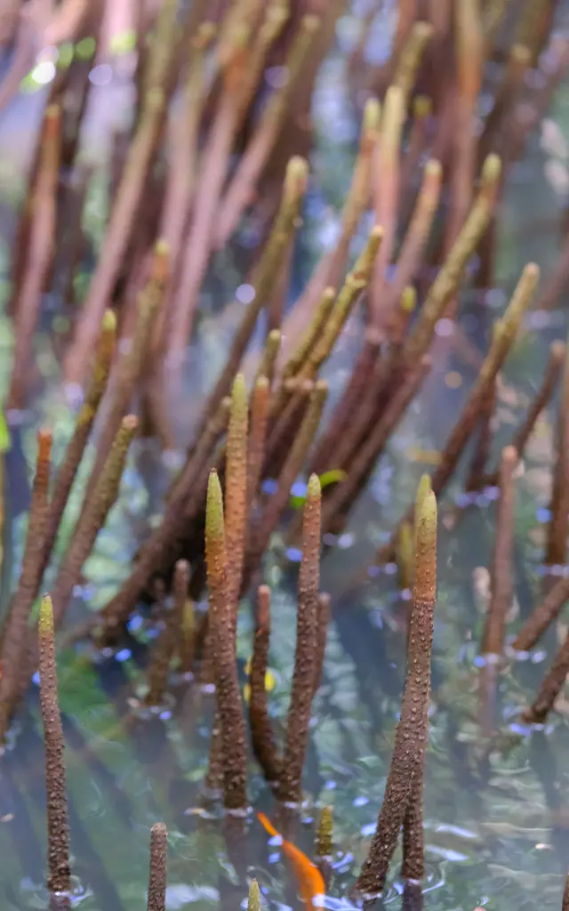 Mangrove Palétuviers Le Mantou Trois-îlets Martinique
