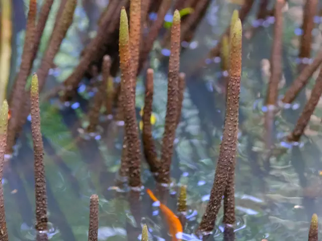 Mangrove Palétuviers Le Mantou Trois-îlets Martinique
