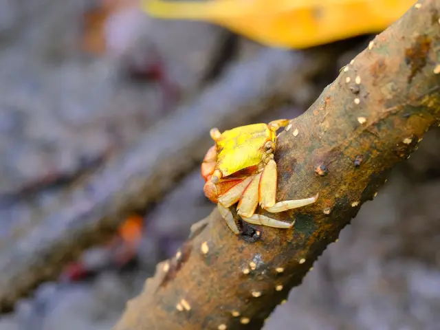 Crabe des Palétuviers Le Mantou Trois-îlets Martinique