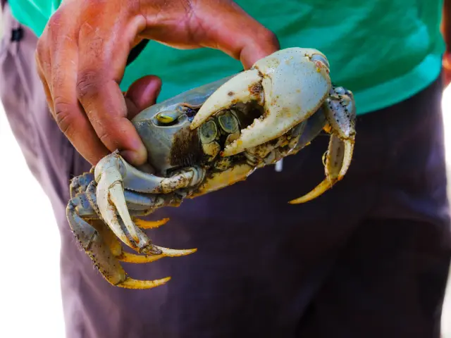 Crabe de terre Le Mantou Trois-îlets Martinique