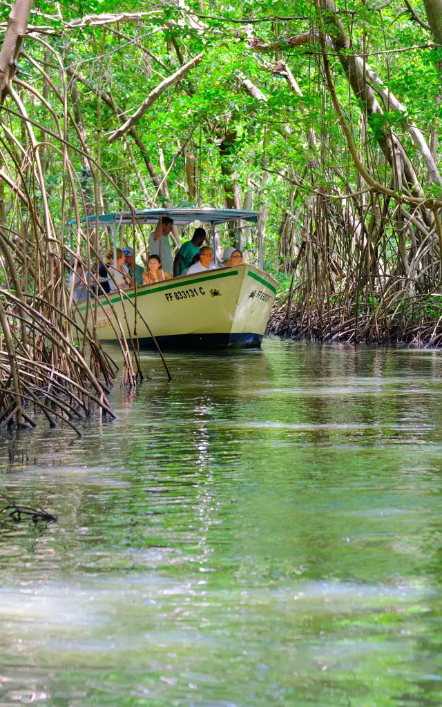 Visite guidée de la mangrove de Génipa Le Mantou Trois-îlets Martinique